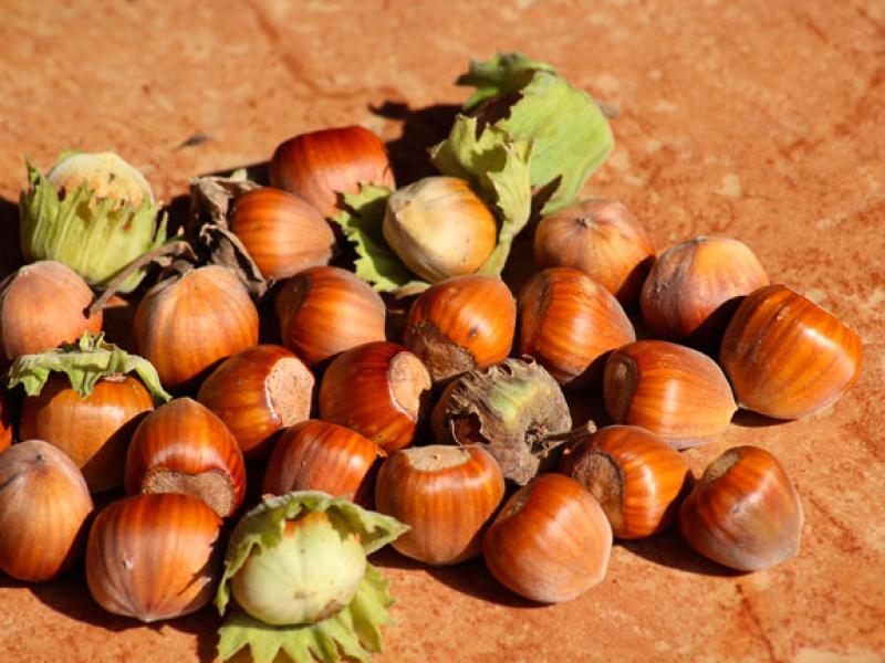 Nocciole fresche con guscio, alcune ancora con foglie verdi, su sfondo marrone.