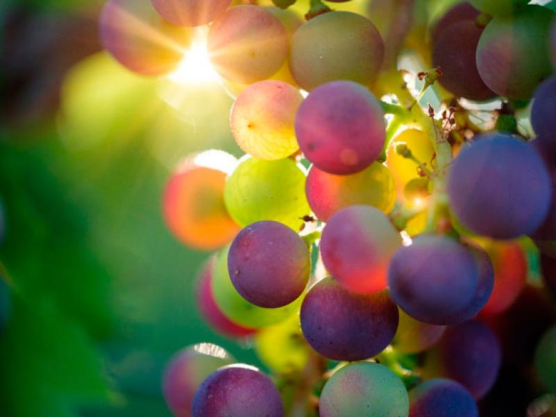 Uva matura al sole, colori vivaci e luce che filtra tra i grappoli.